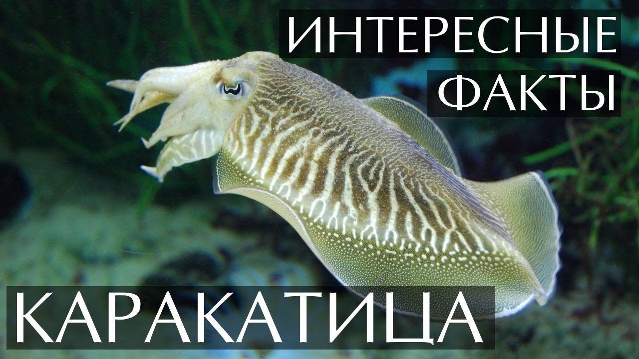 Каракатица - интересные факты