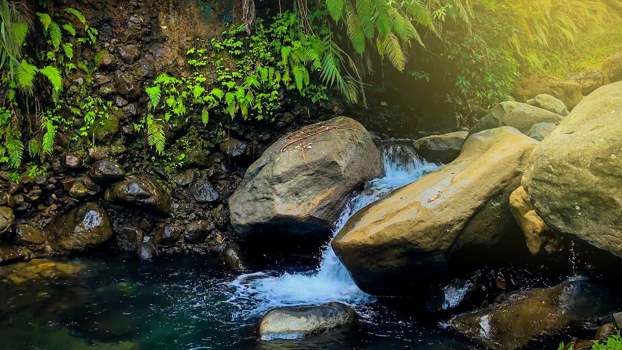 Forest Ambience | Birds Singing & Beautiful Stream Sounds for Peaceful Sleep,Deep Rest,Medicine ASMR