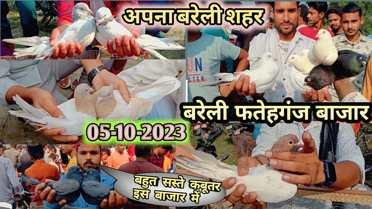 फतेहगंज कबूतर मार्केट बहुत भारी Aaj ka Kabootar Market 👍Bareilly Kabootar Market Fatehganj05-10-2023