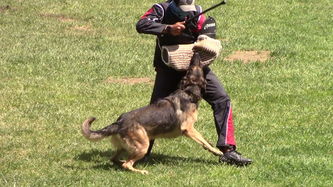 IGP2 Protection Routine- 2021 SW Regionals 94 pts