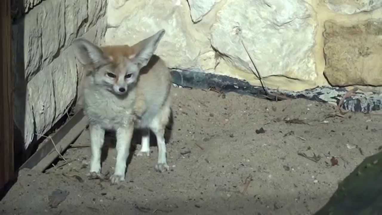 Fenek / Fennec fox (Vulpes zerda) | DinoAnimals.pl