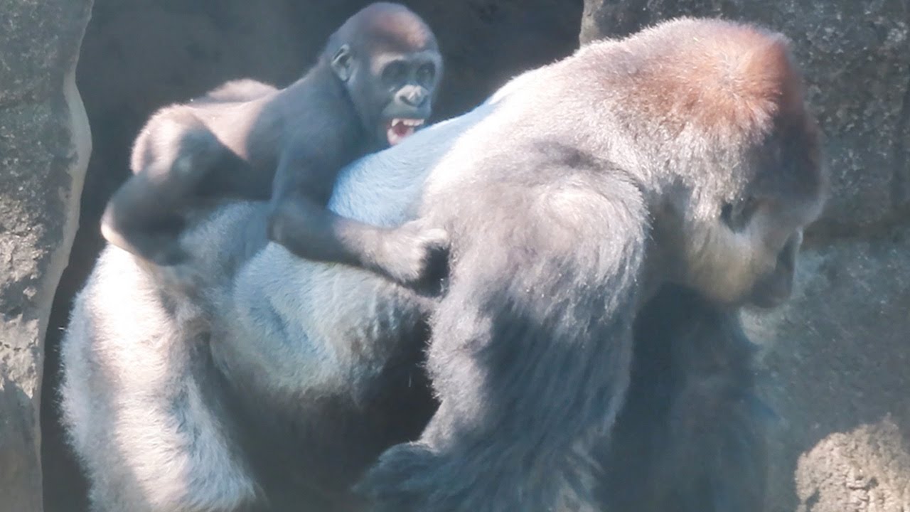 小金剛Jabali在爸爸的背上Little gorilla Jabali on daddy's back(Silverback carries on his son)