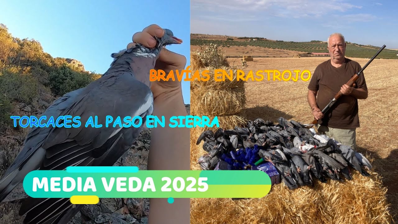 Media Veda 2025. Caza de Palomas Torcaces al paso en sierra 🏔️ y Brav&iacute;as 🕊️ en rastrojo