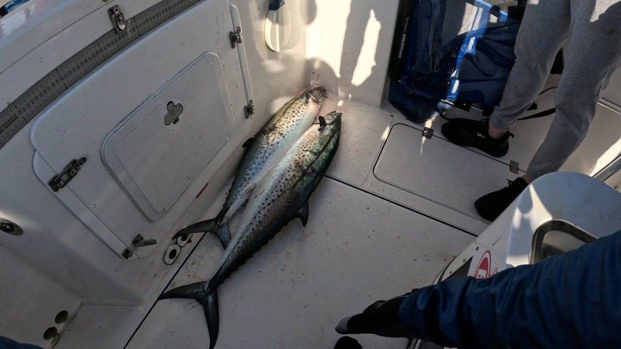 Chasing Mackerel South West Rocks April 2024