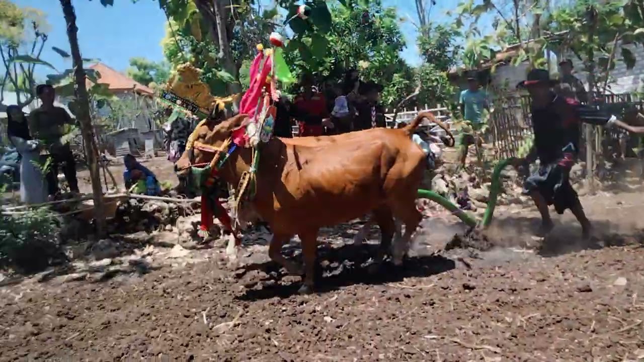 Kerapan sapi betina|RUKUN MUDA|perdana musim ini 🔥