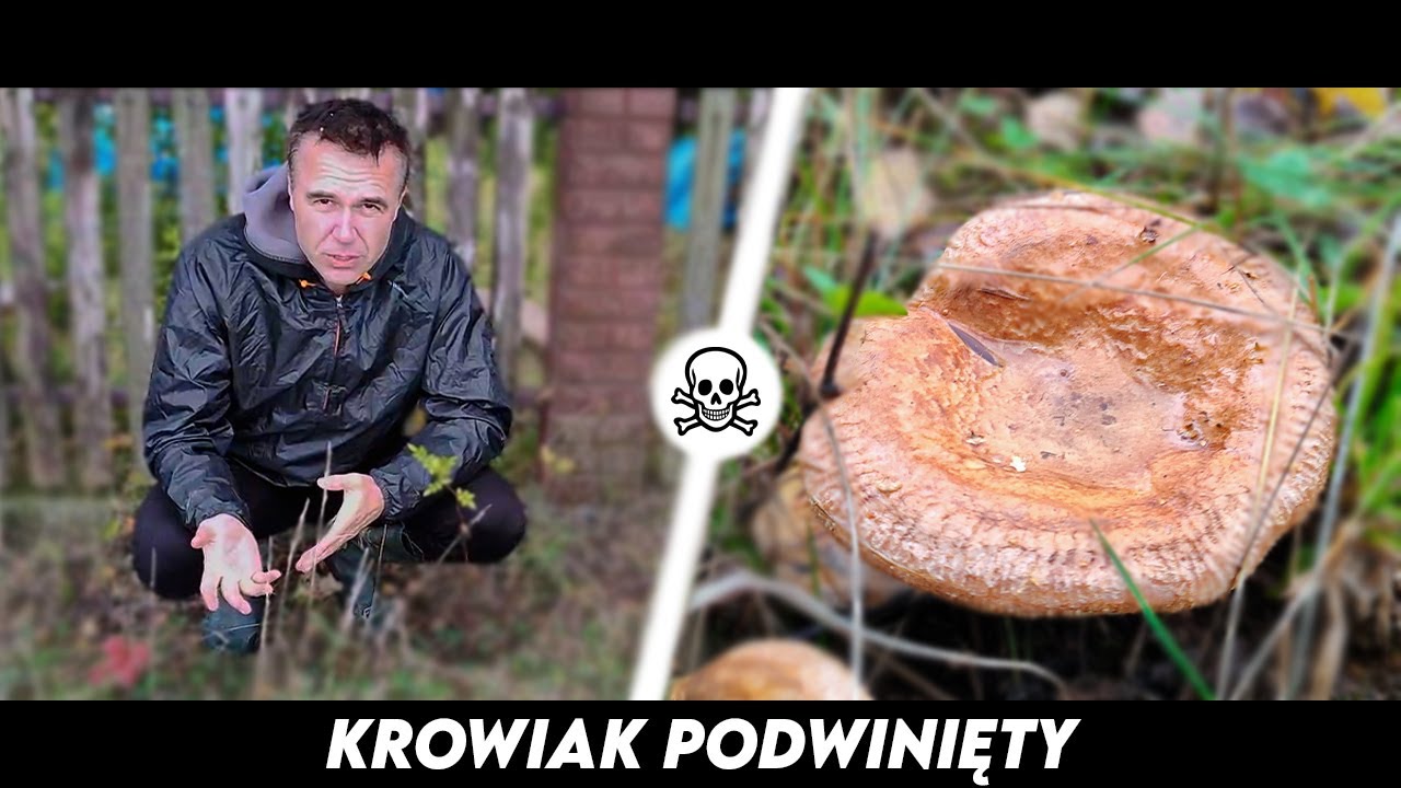 Krowiak Podwinięty - trujący grzyb spożywany przez nasze babcie