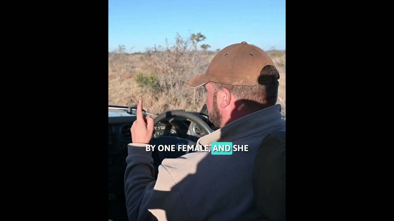 What It&rsquo;s Like to Get Charged by a Lion #LionCharge #AfricanSafari #WildlifeEncounters #TravelWithKi