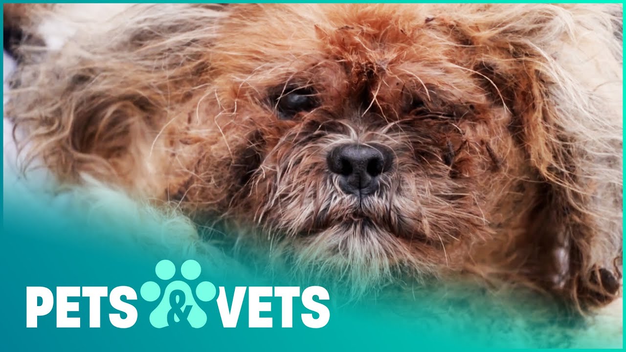 Neglected Dogs Finally Given The Attention They Need | The Dog Rescuers Compilation