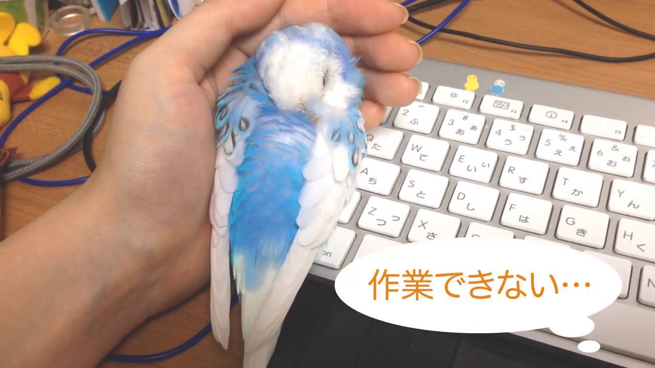 ちょっと強引に飼い主で暖をとるインコ