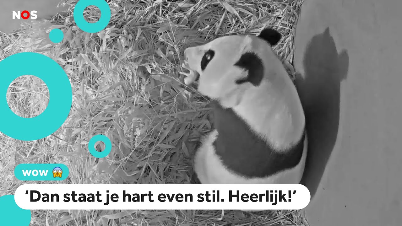Voor de tweede keer een panda in Nederland geboren