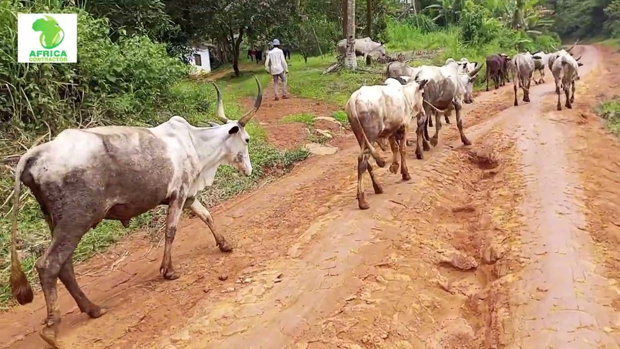 élévage bovin : une journée avec notre bétail