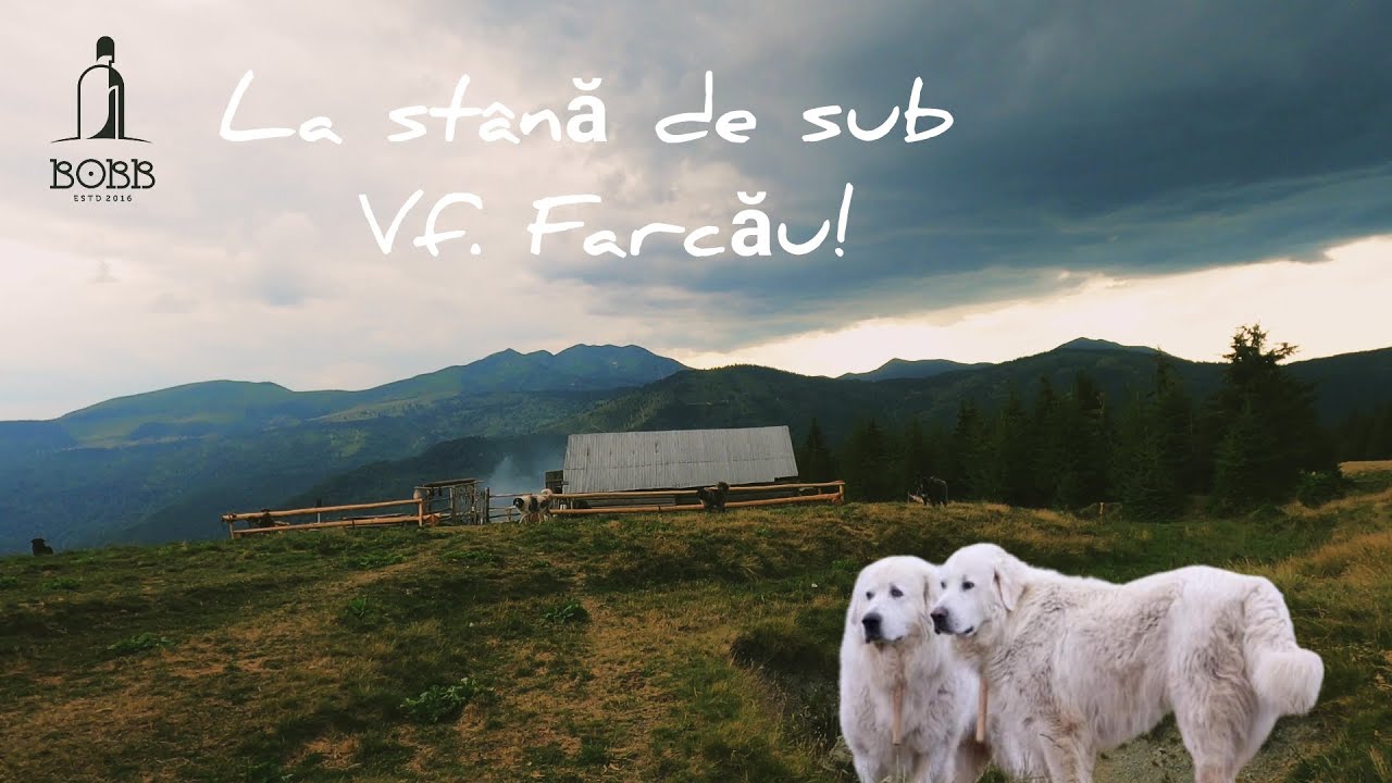 La stâna lui Codrea Vasile din Berbești-MM de sub Vf. FARCĂU (1957m) din munții MARAMUREȘULUI 2022