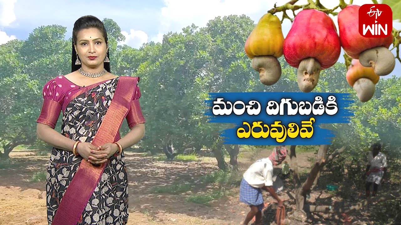 fertiliser management in Cashew gardens @manyam | ETV