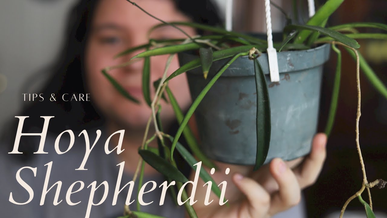 Hoya Shepherdii | Tips & Care