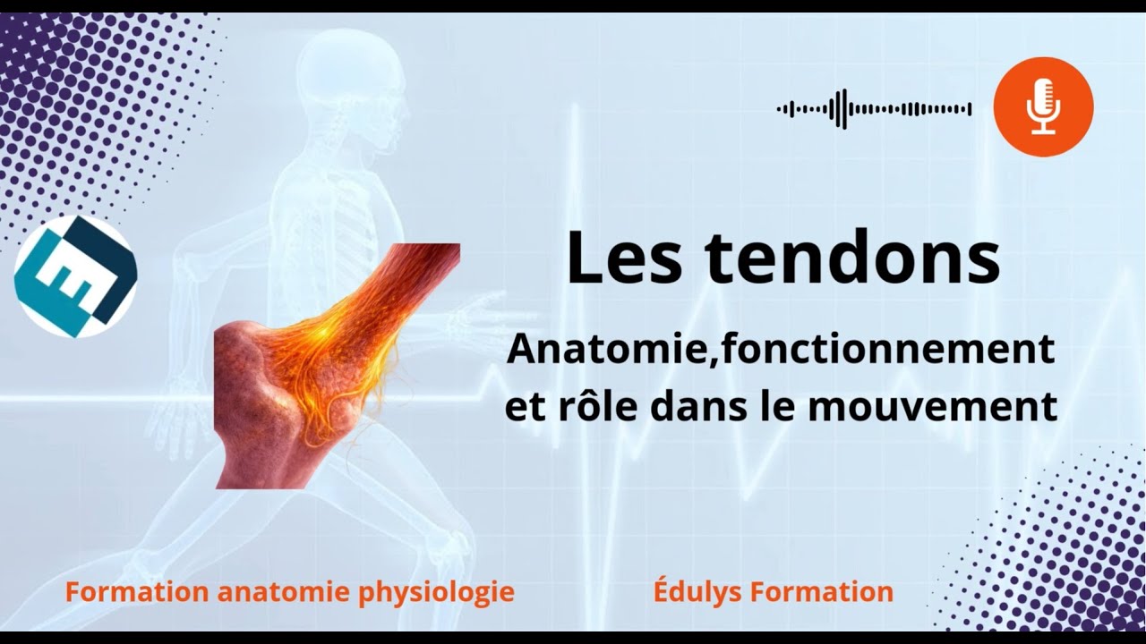 Les tendons - Anatomie, fonctionnement et rôle dans le mouvement - Édulys Formation