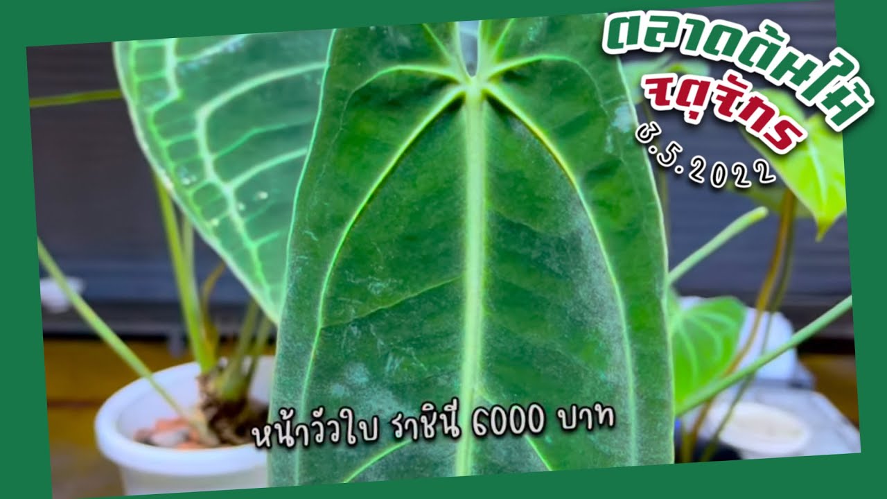 ราชินีมาแล้ว! หน้าวัวใบ ราชินี 6000 บาท ร้าน Joe&Mam | ตลาดต้นไม้จตุจักร 3.5.2022