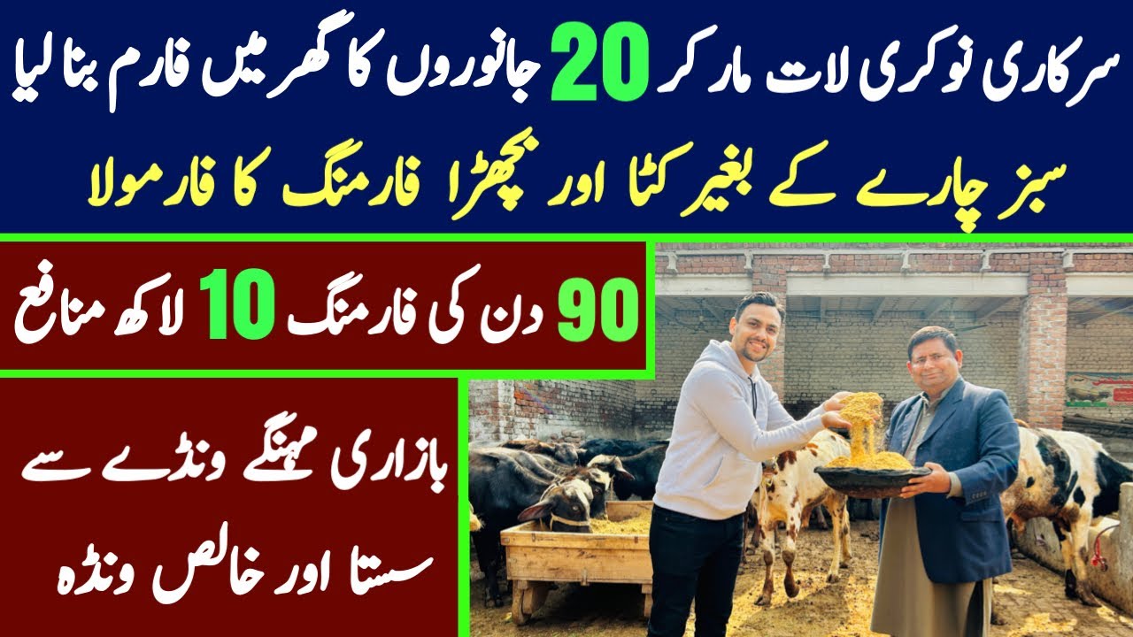 Katta and bachra farming in pakistan 2024 | dairy farming business  idea | cattel farming |