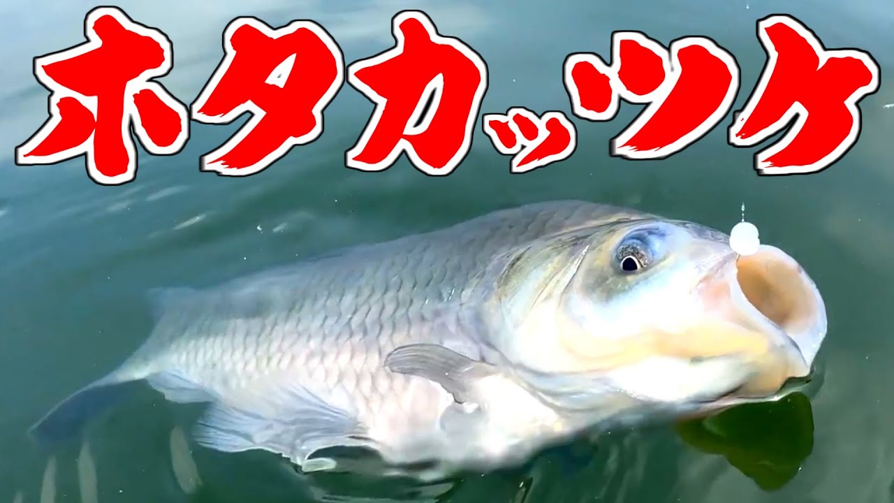 ウキのド消しアタリが気持ち良すぎ！デカい力玉を食わせる「ホタカッツケ」できもちくなっちゃった【茨城県流源湖】