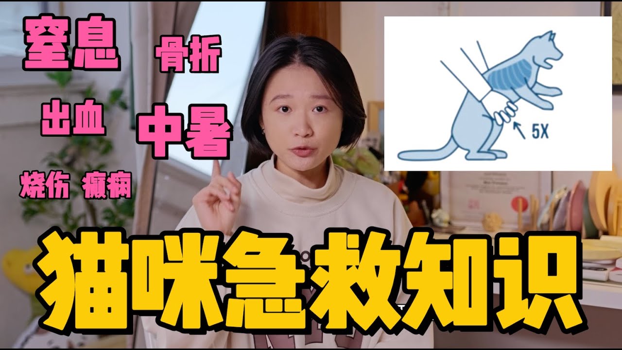 关键时刻能保猫命的急救知识！| 宠物急救 | 海姆立克 | 猫咪窒息 骨折 中暑 癫痫