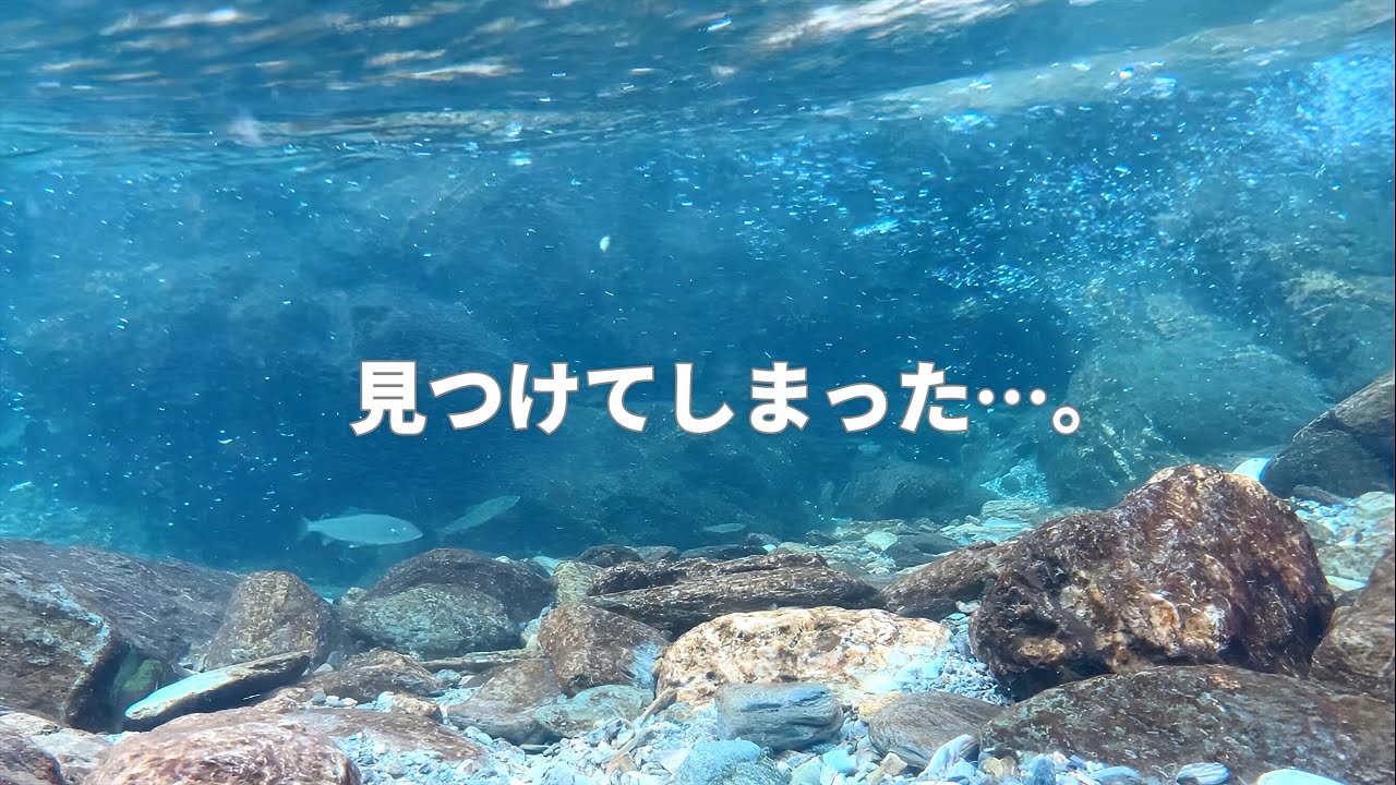渓流で立派に成長した鮎達が落ちる準備を始めていました