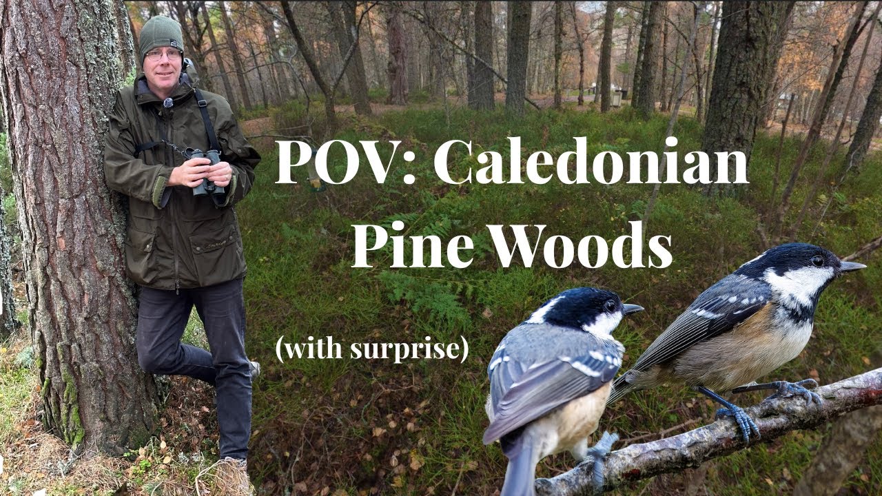 POV: Caledonian Pine Forest and River Walk