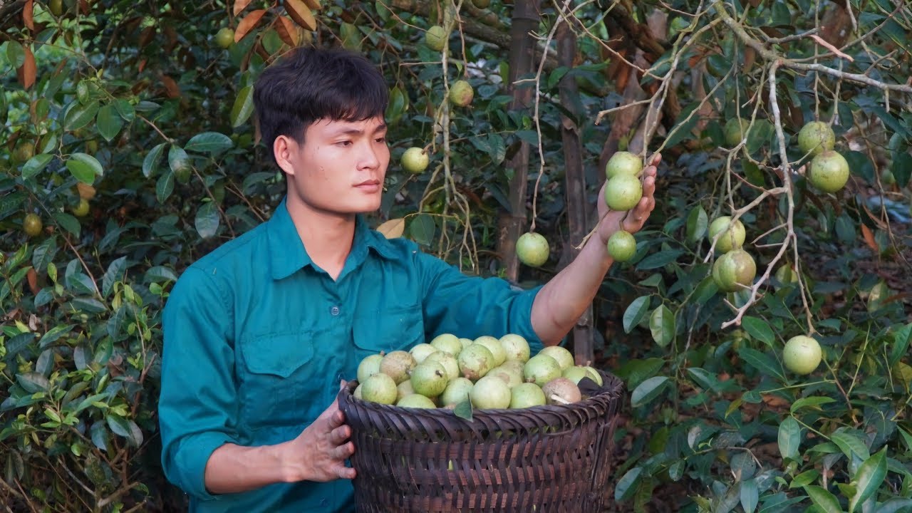 Harvesting longan orchard, Milk fruit, Bring to market to sell, Forest life