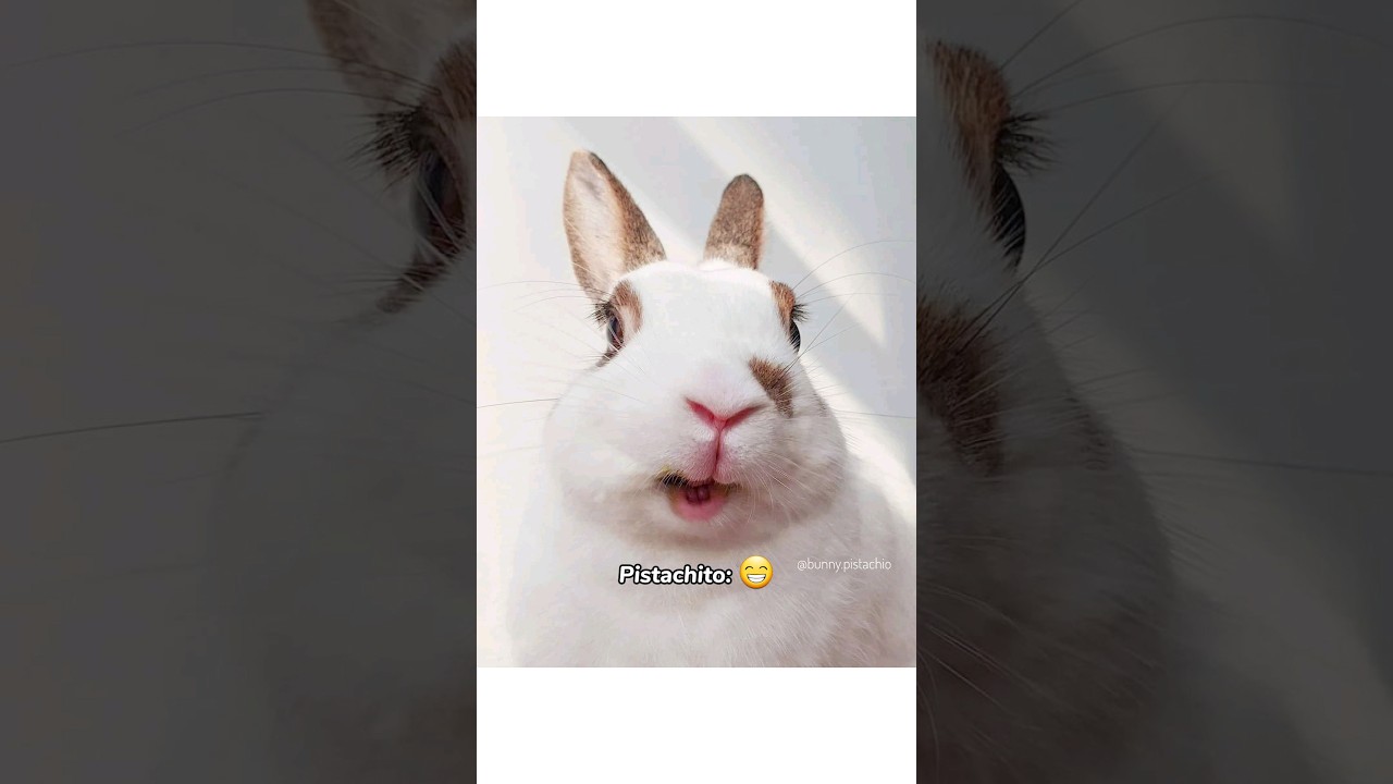 Los conejos sonr&iacute;en? 😁 ~  Pistachio el conejito #bunny #conejitos