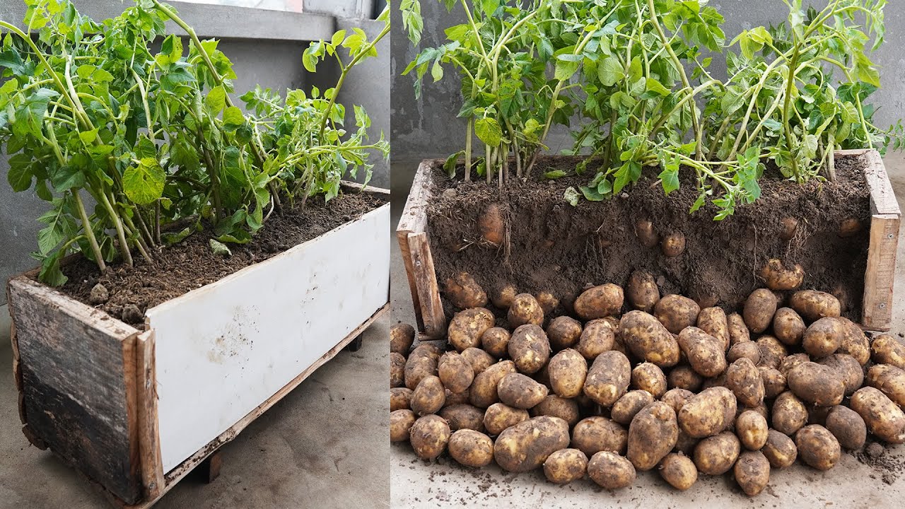 Growing Potatoes In Pots! No Garden Needed And Lots Of Tubers!
