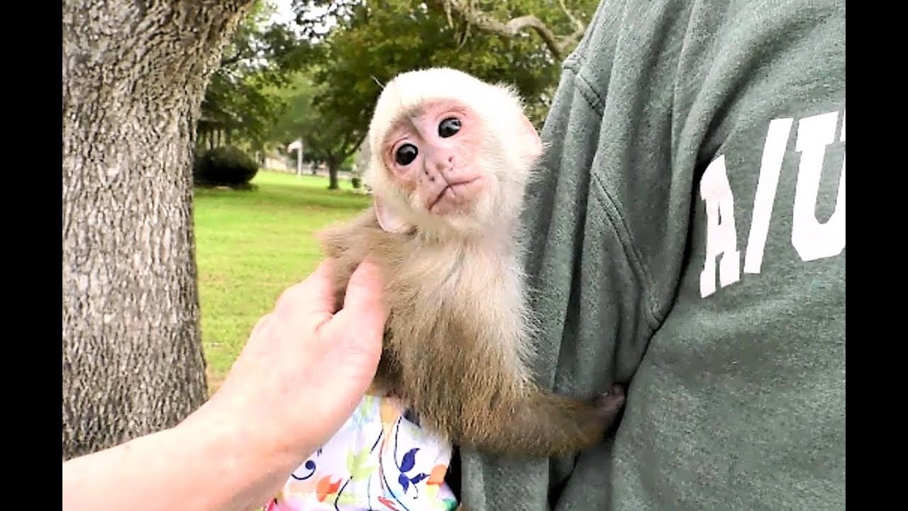 Baby Monkey Climbs Tree with Brother