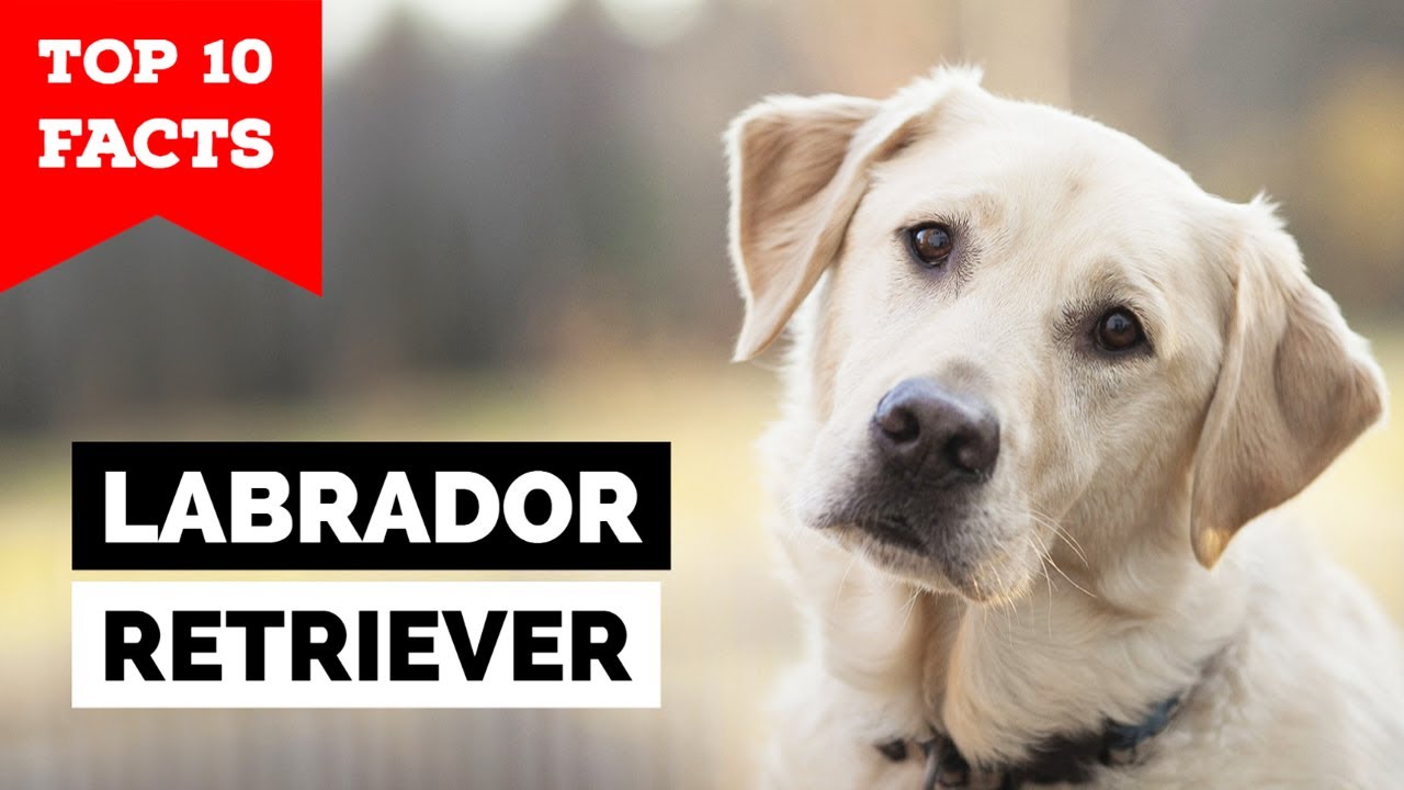Labrador Retriever - Top 10 Facts