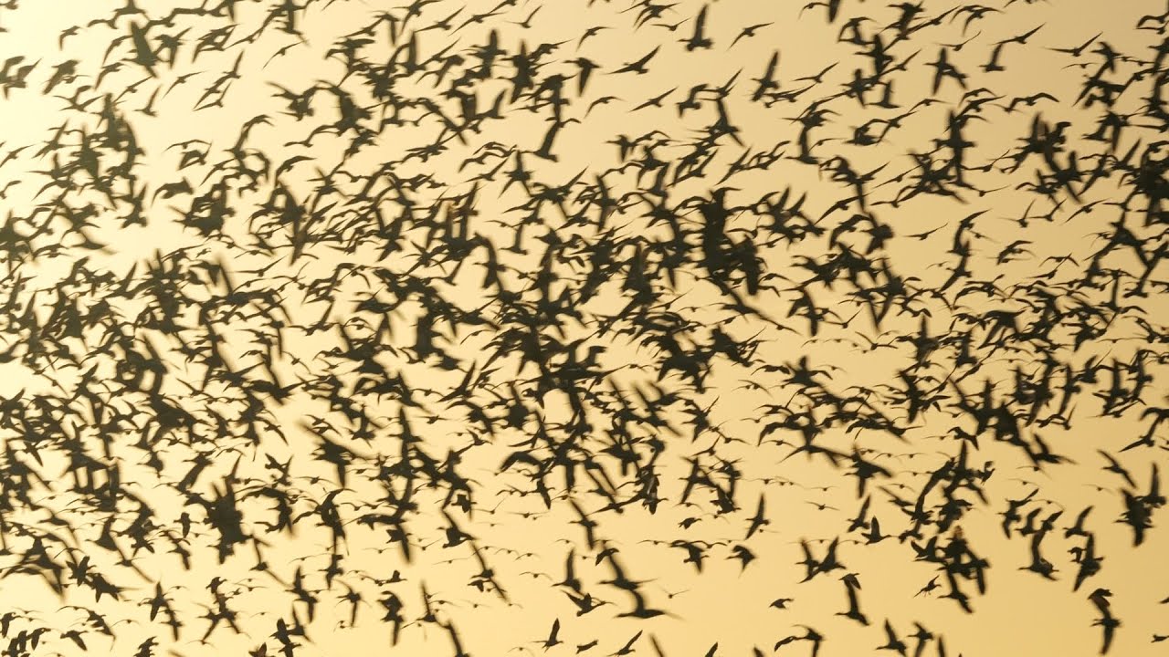 Snow geese with blast off  Hagerman Wildlife Refuge