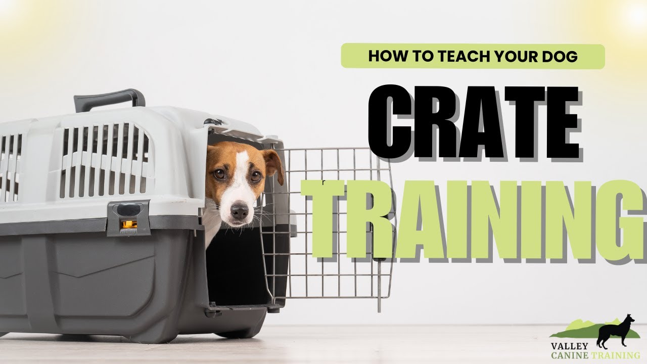 How to teach your dog Crate Training