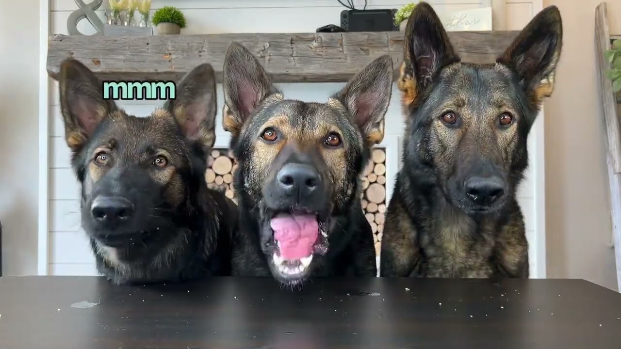 My 3 Dogs Review Fast Foods