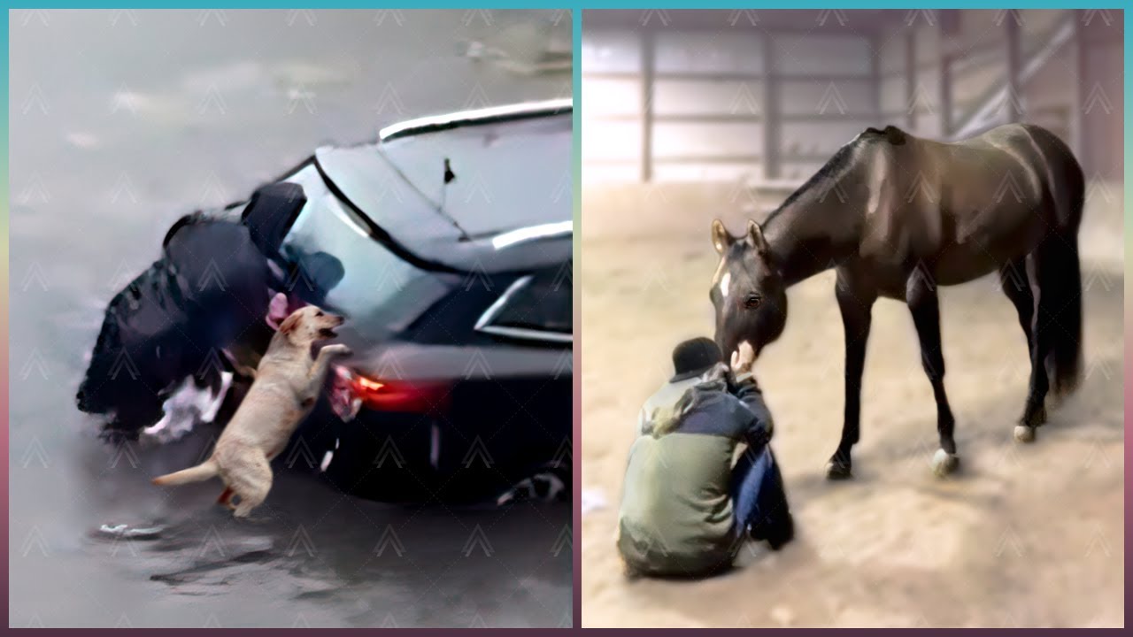 Most UNBELIEVABLE Animal Moments Ever Caught On Camera
