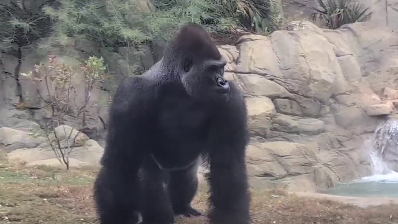 San Antonio Zoo sees increase in visitors after Congo Falls opening