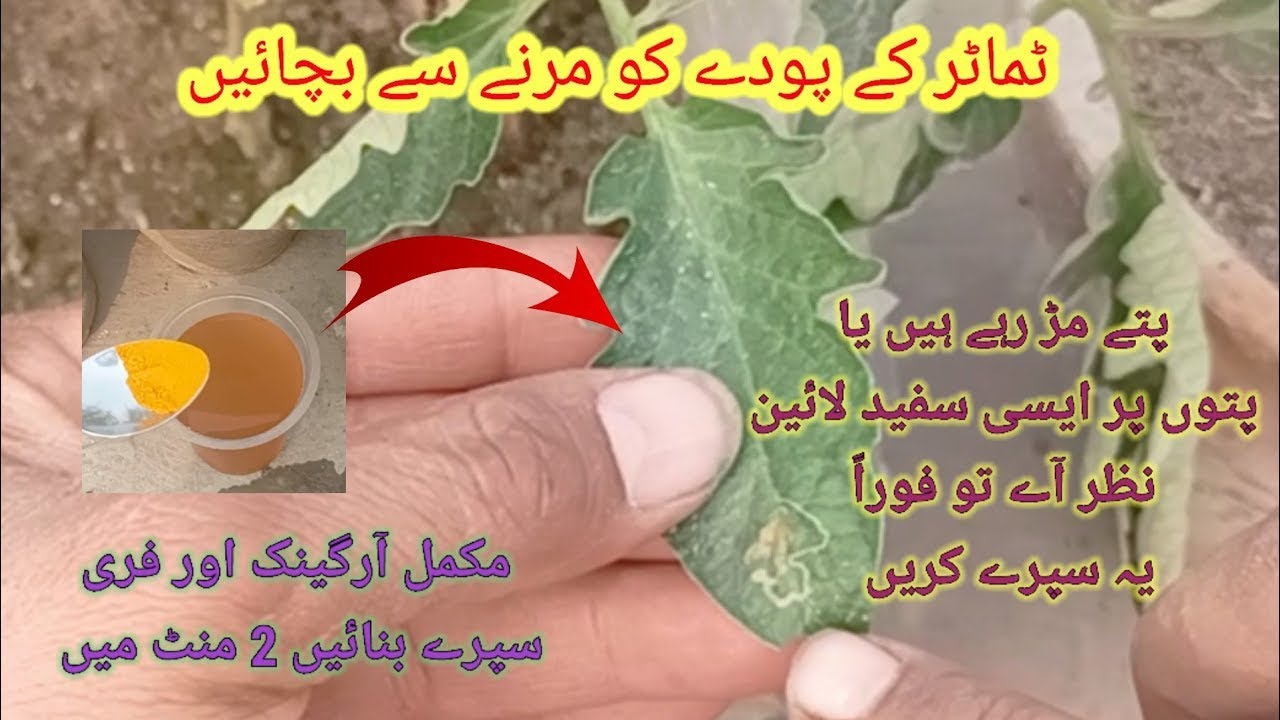 Best homemade organic pesticide for TOMATO plant || Leafminer killer || podon ki hr bimari ka ilaj