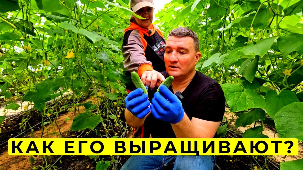 🥒 Родничок 🥒 Самый Дорогой Огурец в Мире? ❌ Секретная теплица в Одессе ⚓ Большой обзор 🎥