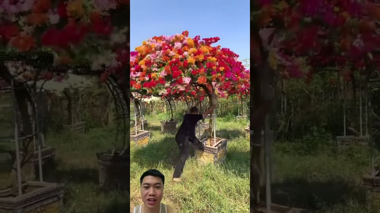 Bon sai hoa giấy si&ecirc;u đẹp #nongdan #famer #farming #farmtips #agriculture #bonsai