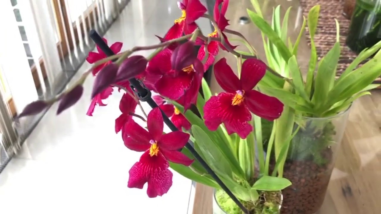 Successful reblooming Nelly Isler in full water culture and live sphagum moss