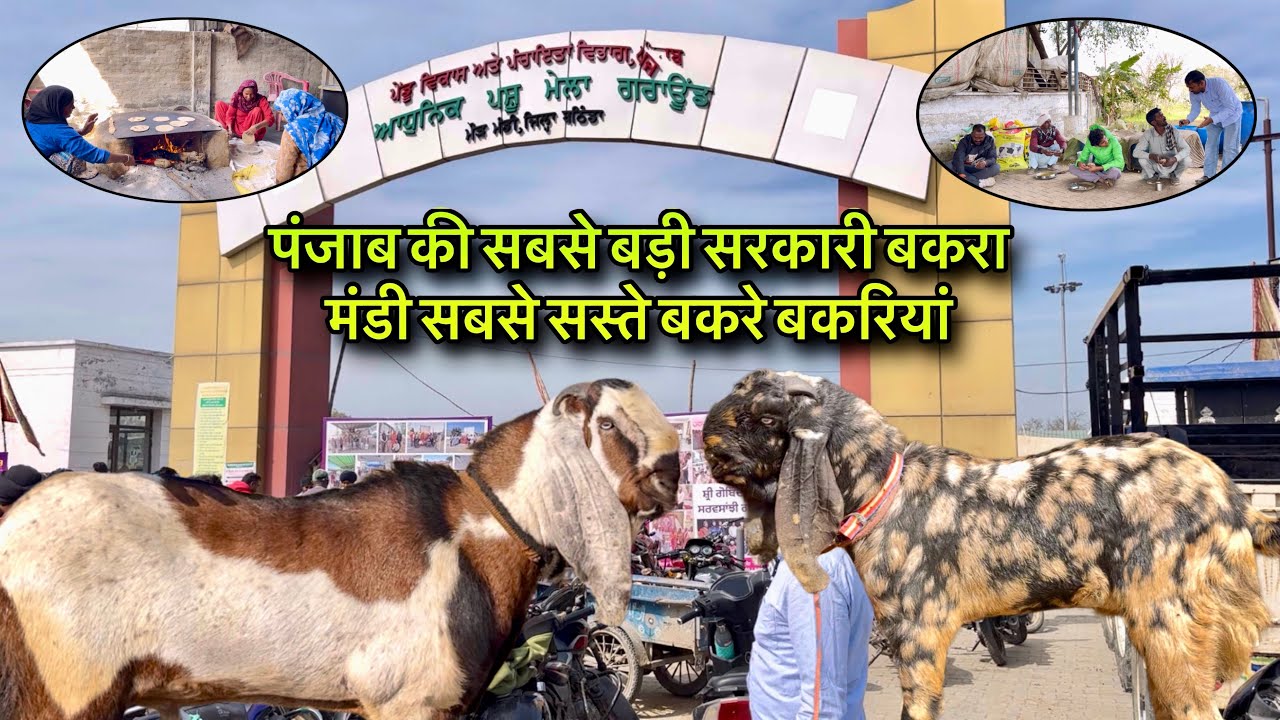 पंजाब की सबसे बड़ी सरकारी बकरा मंडी सबसे सस्ते बकरे बकरियां @farmingbaba Punjab biggest goat market