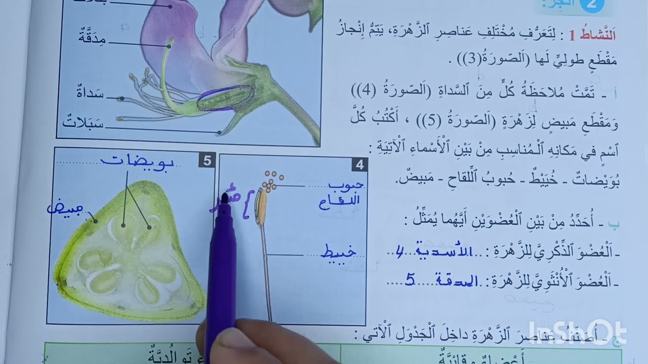 المنير في النشاط العلمي المستوى الخامس الصفحة 62-63 التكاثر الجنسي عند النباتات الزهريه 