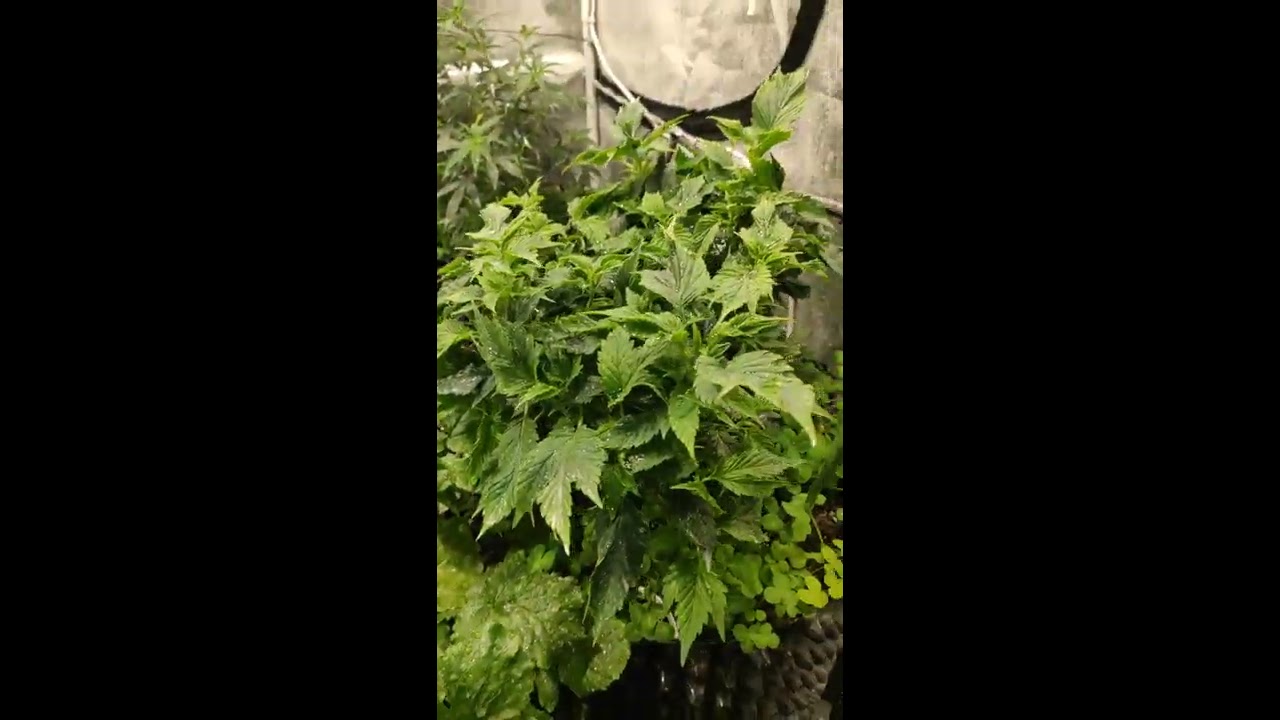 Cannabis veg room with garlic and clover companion plants