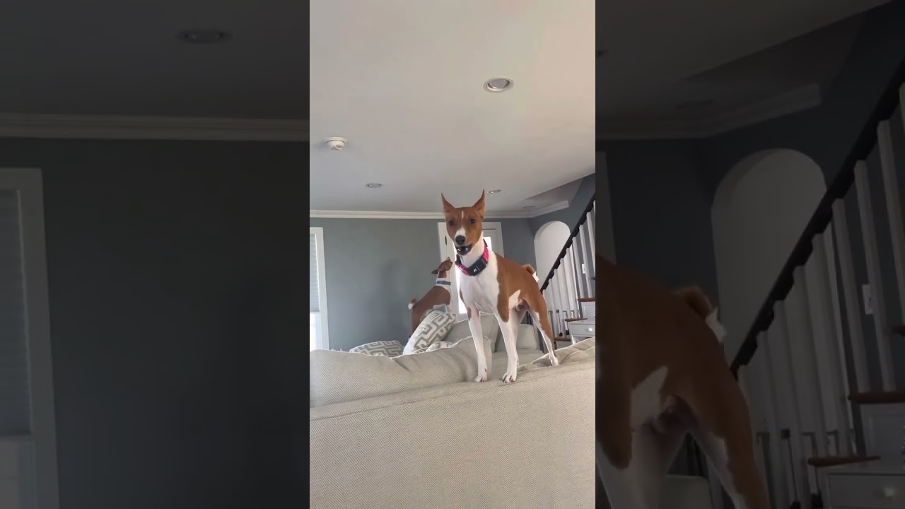 Basenji sounds | BASENJI YODEL | Basenji vs Husky Scream | Basenji Puppy Yodel