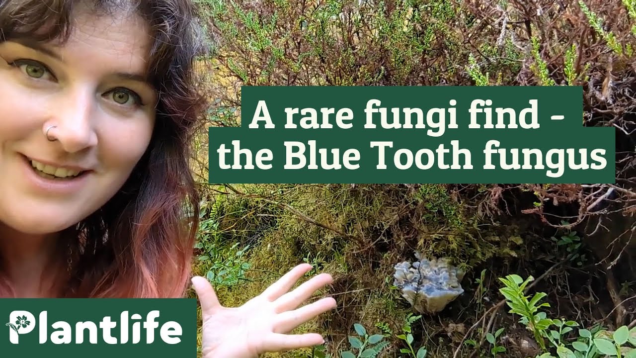 A rare fungi find - the Blue Tooth fungus