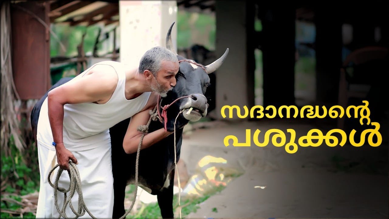 പശു വളർത്തുന്നവർ തീർച്ചയായും കാണാൻ ഉള്ള വീഡിയോ best Desi cow #naturalfarming #desicow #nattumadu