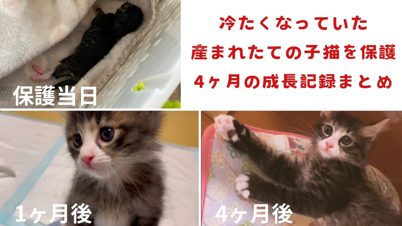 保護から里親になるまでの、4ヶ月の成長記録まとめ。冷たくなっていた子猫の保護。