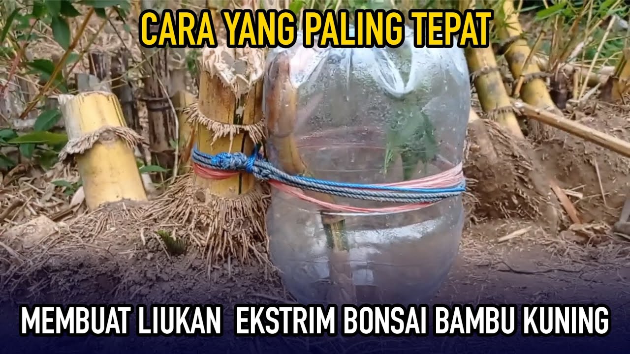 CARA YANG PALING TEPAT MEMBUAT LIUKAN EKSTRIM BONSAI BAMBU KUNING