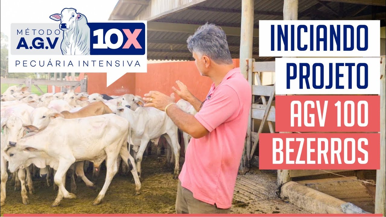 INICIANDO PROJETO AGV 100 BEZERROS #01