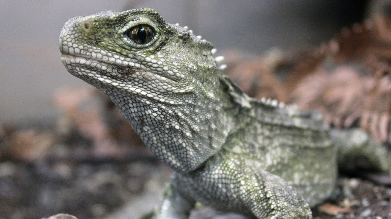 The Lonely 3-Eyed Reptile