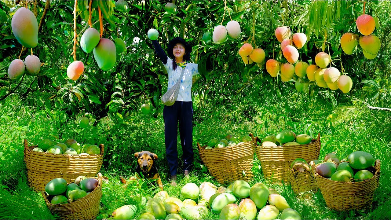 Harvest Mangoes Goes To  Market Sell, Dig Soil, Plant Peanuts, Care For Animals| Tieu Lien Harvest.